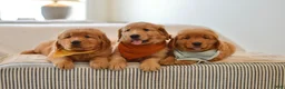 Golden Retriever dogs for sale: Moe - Ad 16