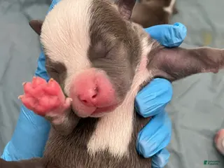 American Bully dogs American Bully Puppy 6 - Ad 23