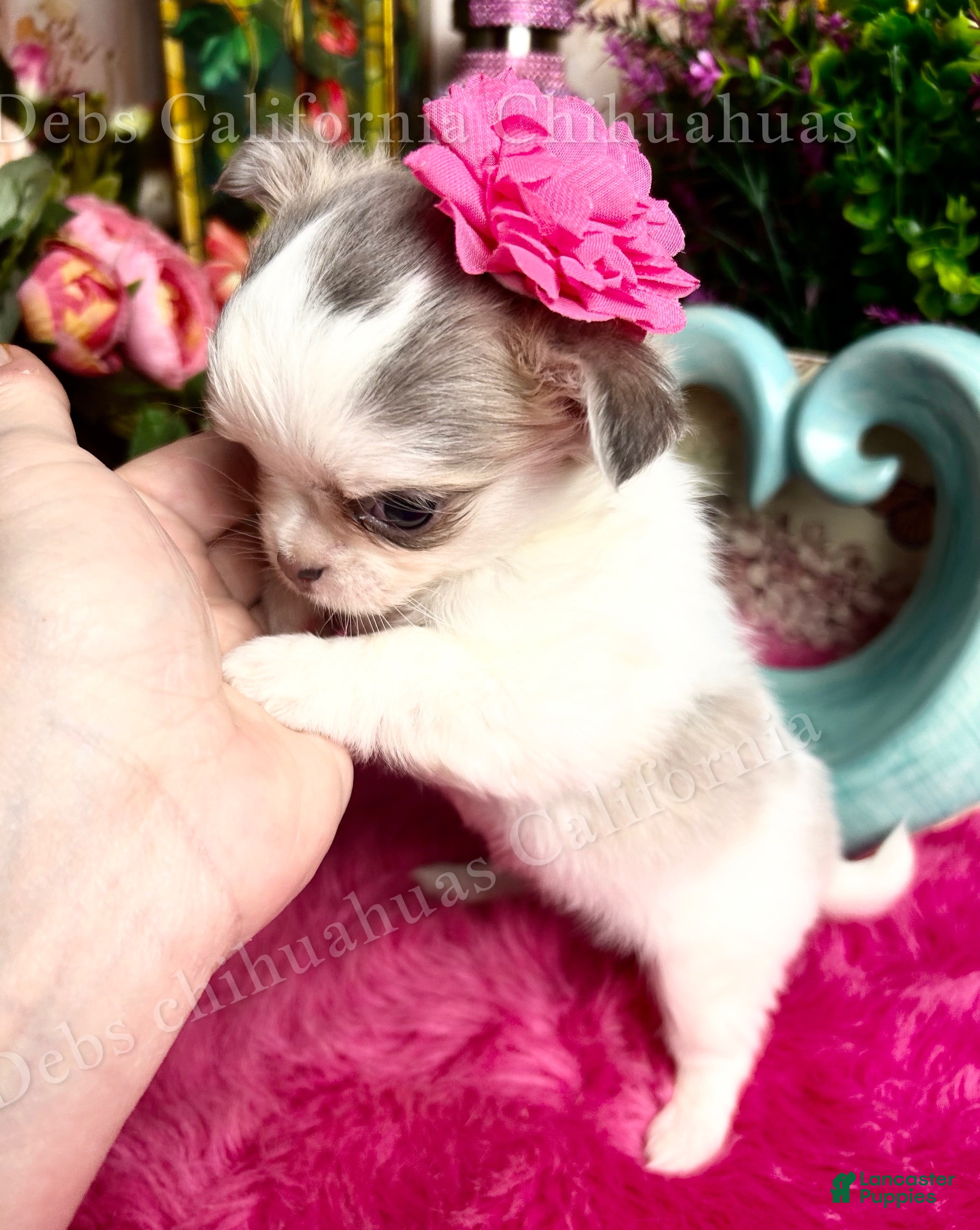 Chihuahua dogs Longhair DOLLFACE  - Ad 2