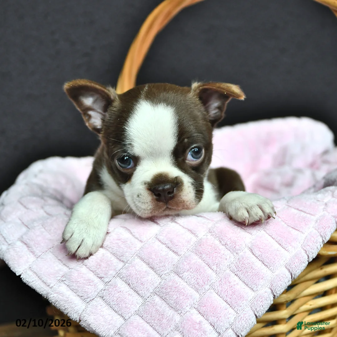 Boston Terrier dogs for sale: Ellie - Ad 3