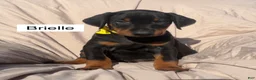 Doberman Pinscher dogs for sale: Brielle - Ad 3