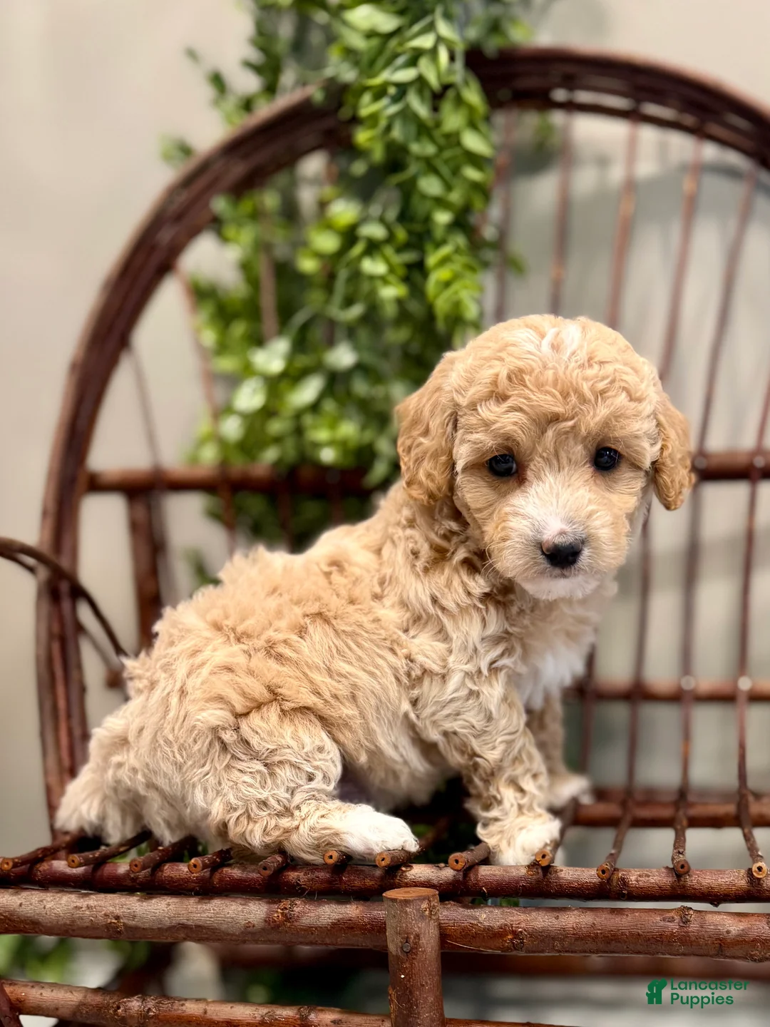 Mini Goldendoodle dogs for sale: Ozzy - Ad 4