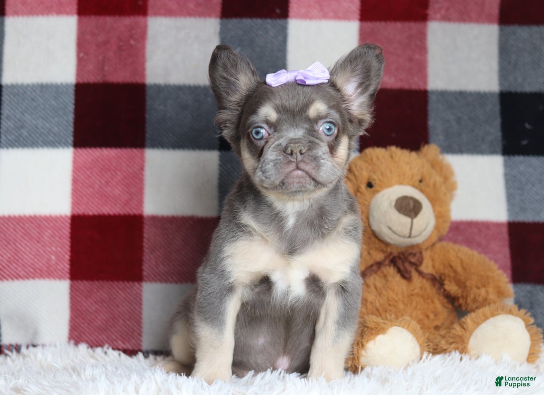 French Bulldog dogs for sale: Miranda - Ad 2