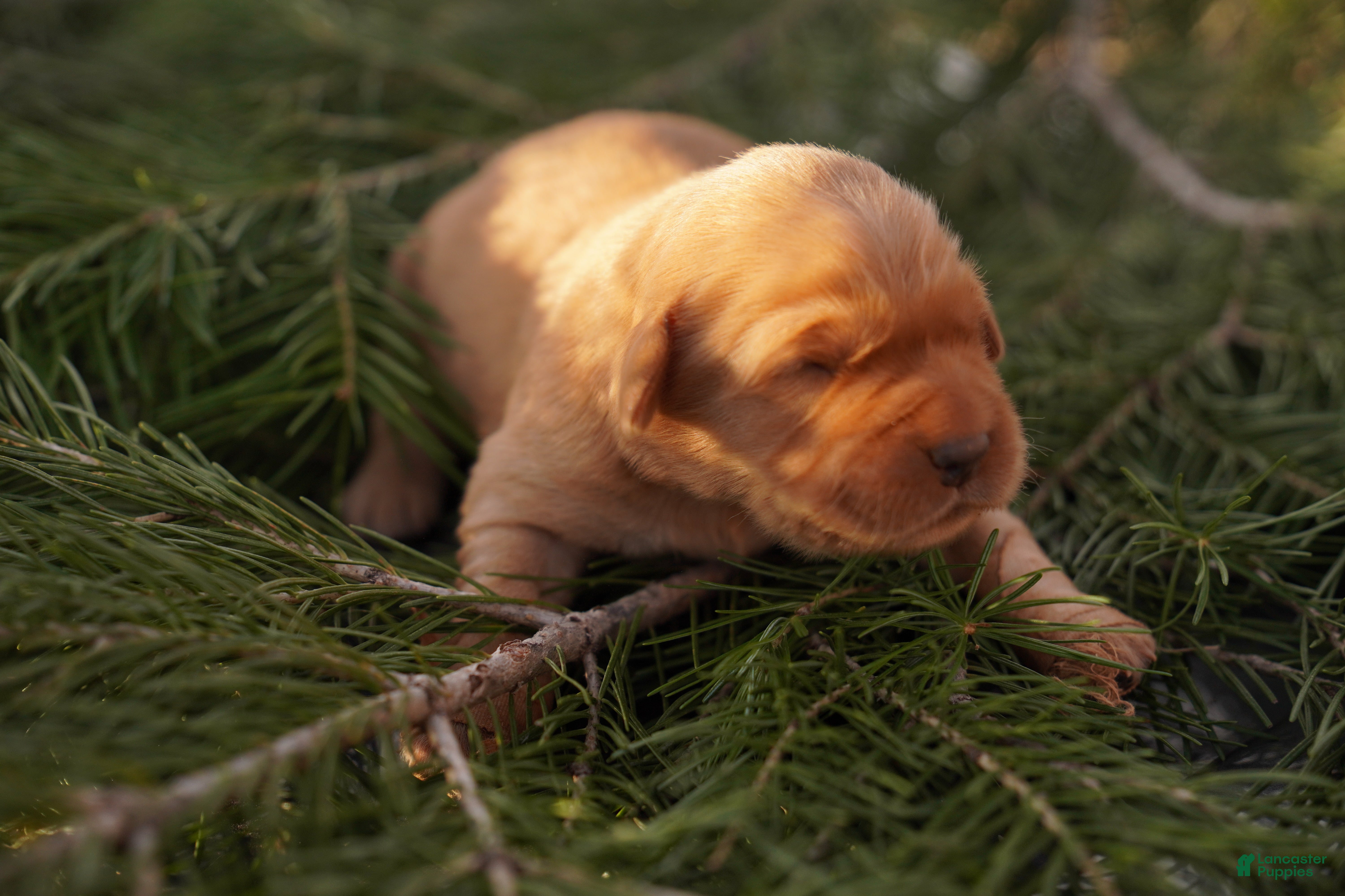 Golden Retriever dogs Zoe - AKC, Genetically Clear - Ad 11