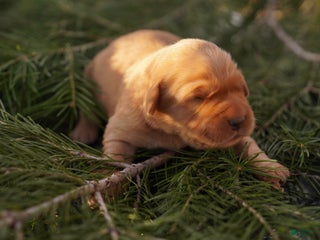 Golden Retriever dogs Zoe - AKC, Genetically Clear - Ad 11