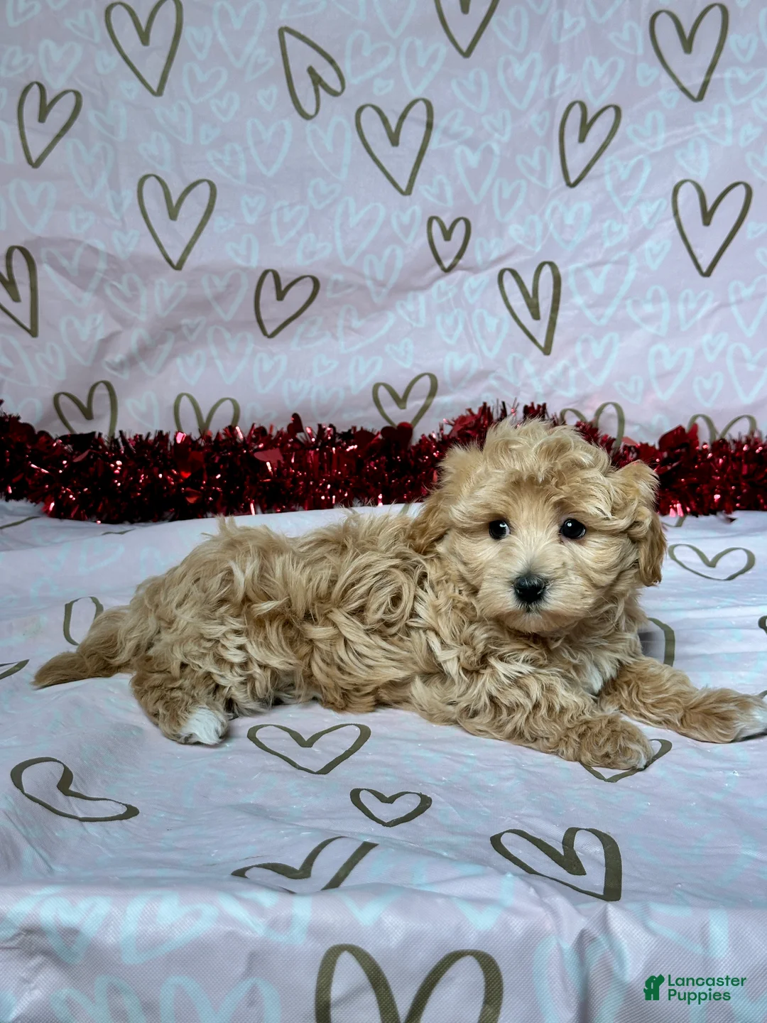 Maltipoo dogs for sale: Benson - Ad 4