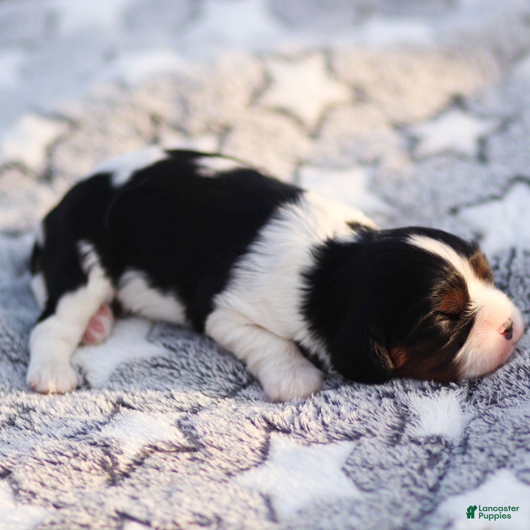 Cavalier King Charles Spaniel dogs for sale: Cassian - Ad 2