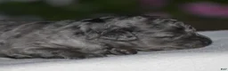 Mini Goldendoodle dogs for sale: Honey - Ad 5