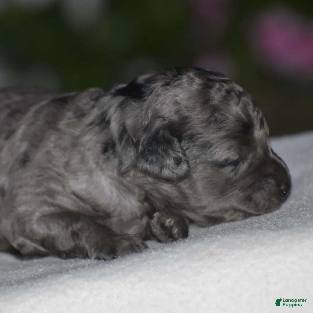 Mini Goldendoodle dogs for sale: Honey - Ad 5