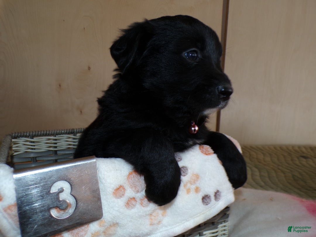 Border Collie dogs for sale: Border Collie Puppy 3 Laura - Ad 4