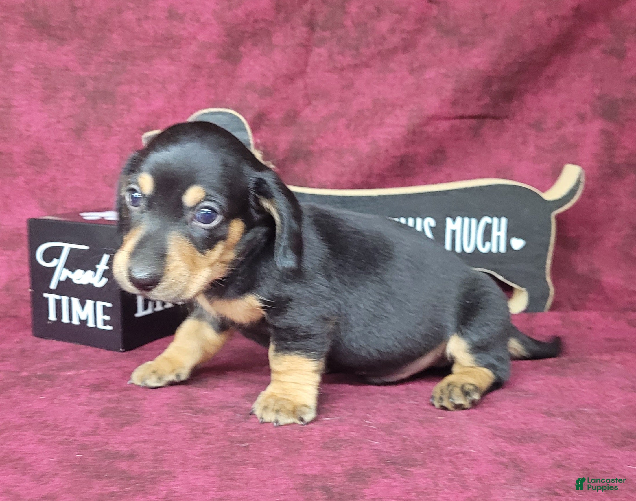 Miniature Dachshund dogs AKC Levi - Ad 2