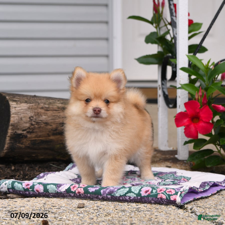 Pomeranian dogs Honey Bee - Ad 1