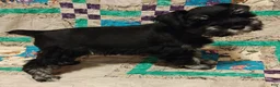 Miniature Schnauzer dogs for sale: Girl 2 - Ad 2