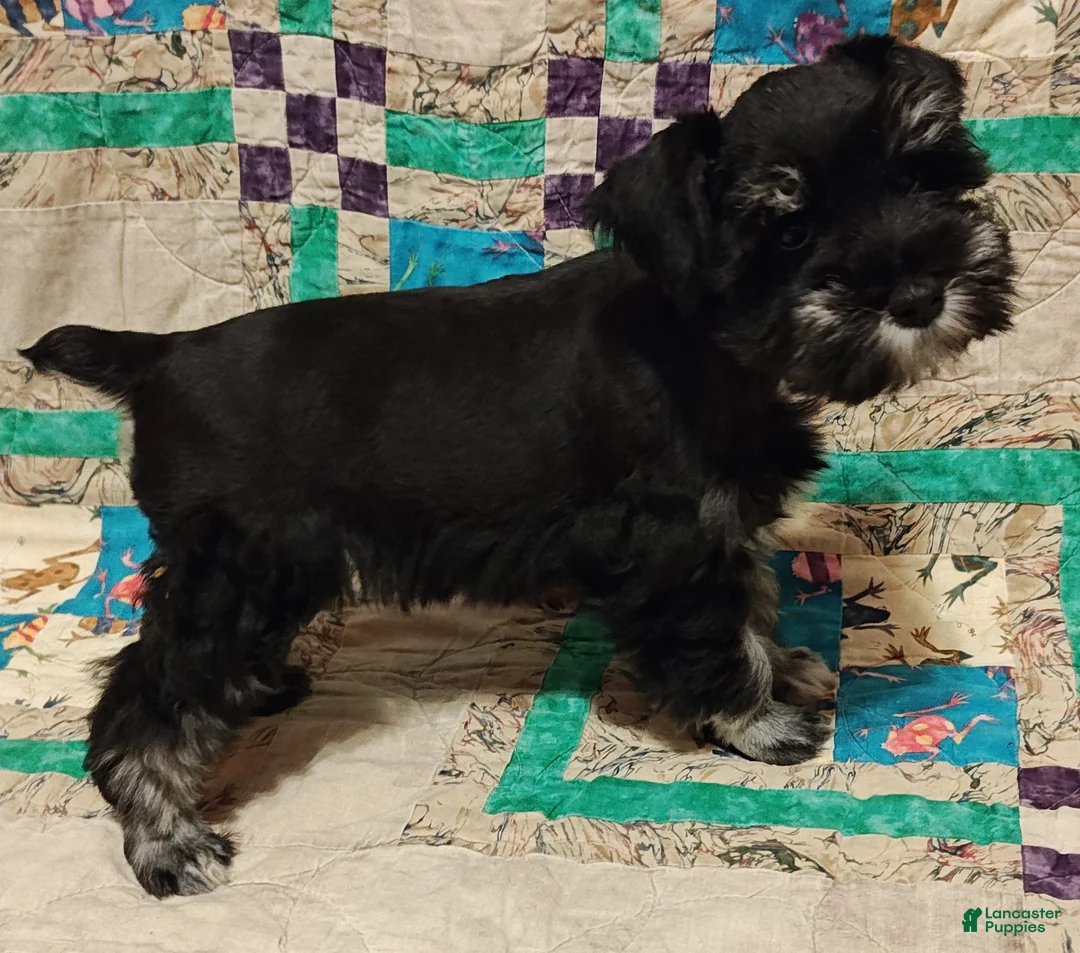 Miniature Schnauzer dogs for sale: Girl 2 - Ad 2