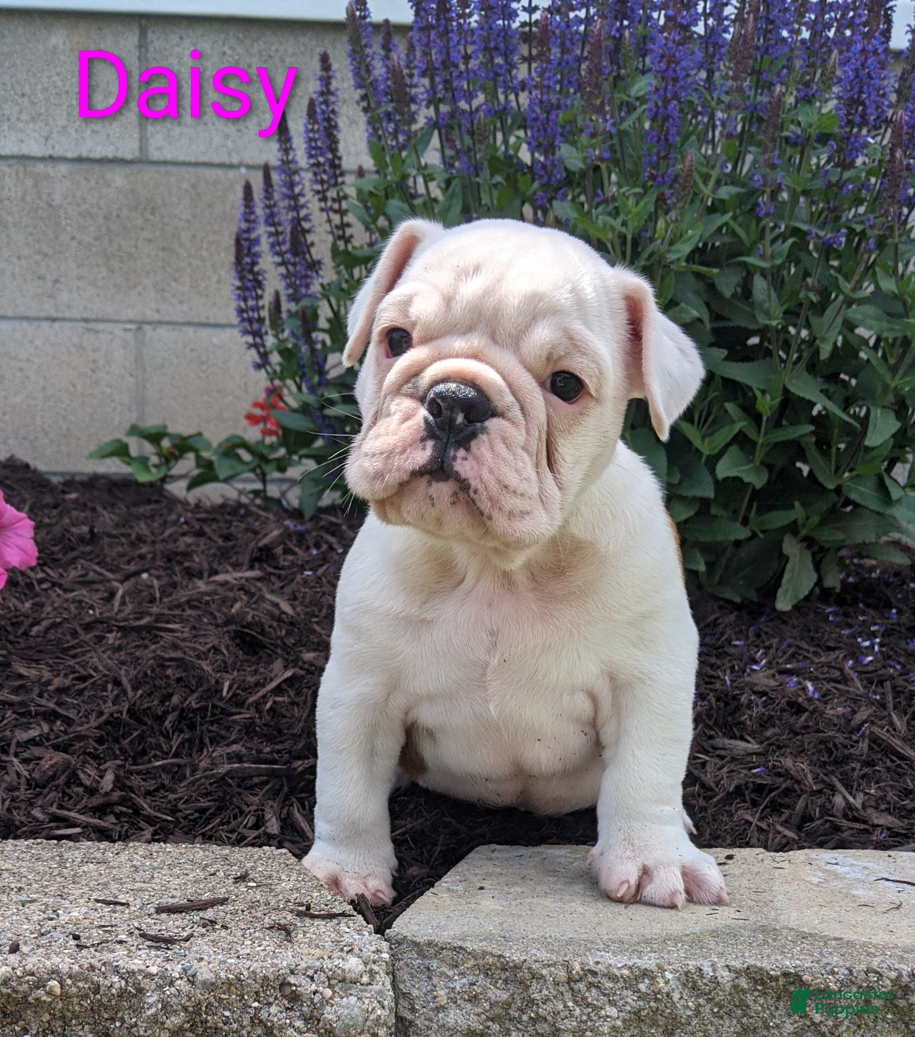 English Bulldog dogs AKC Daisy  - Ad 2