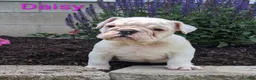 English Bulldog dogs for sale: AKC Daisy  - Ad 2