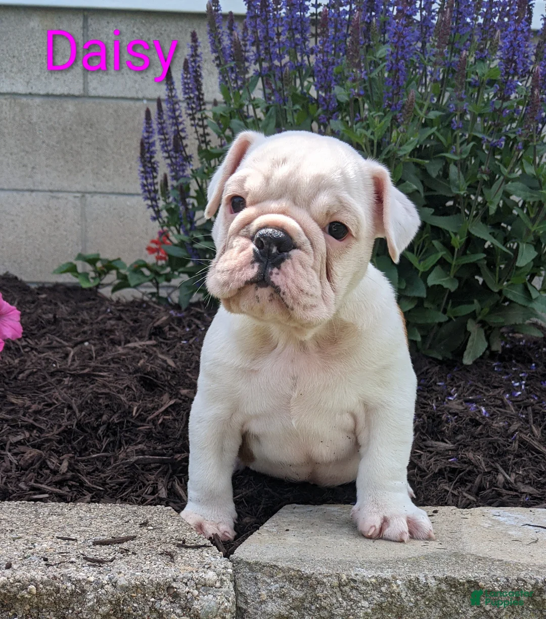 English Bulldog dogs for sale: AKC Daisy  - Ad 2