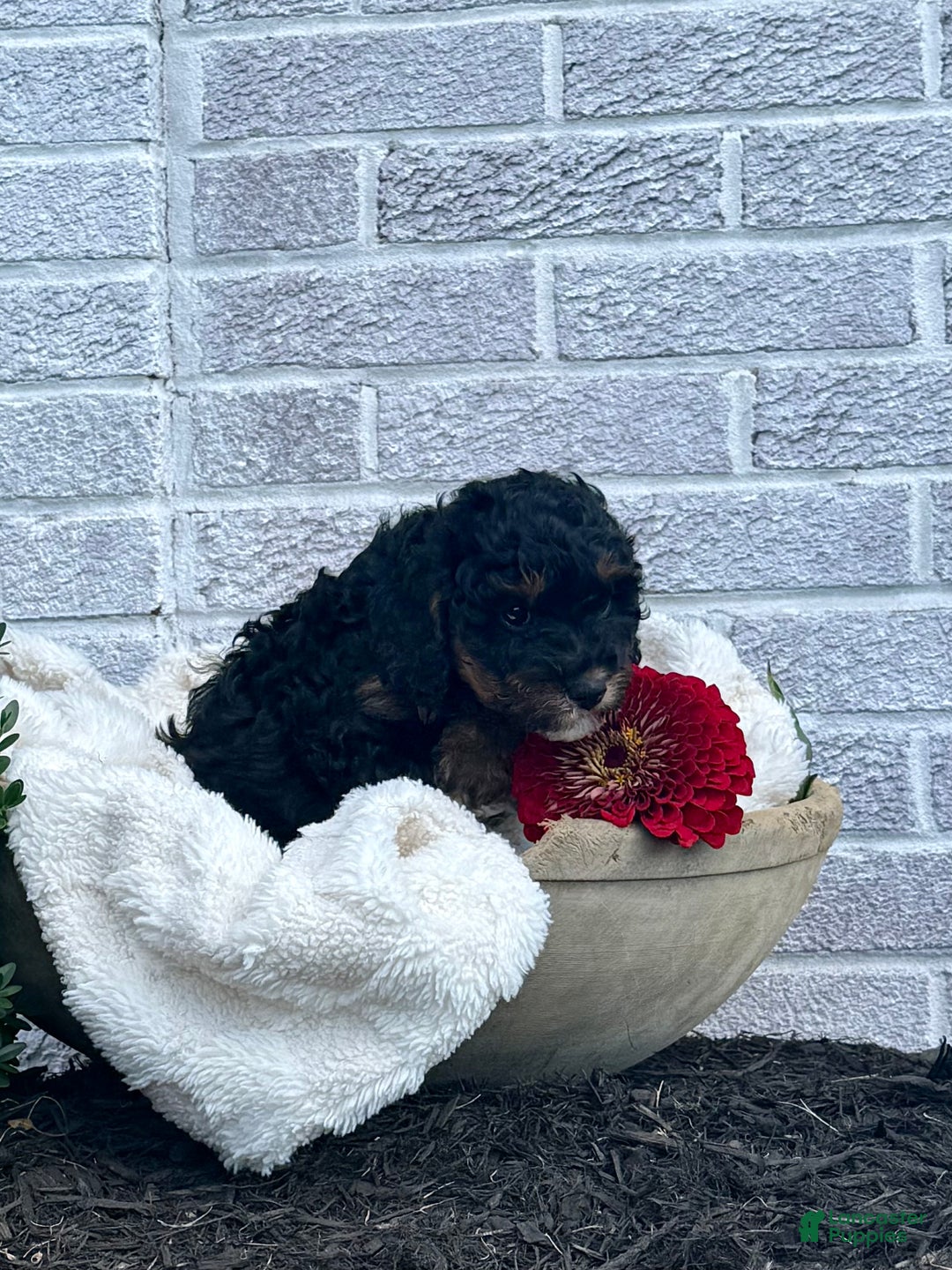 Cavapoo dogs for sale: Maverick - Ad 9
