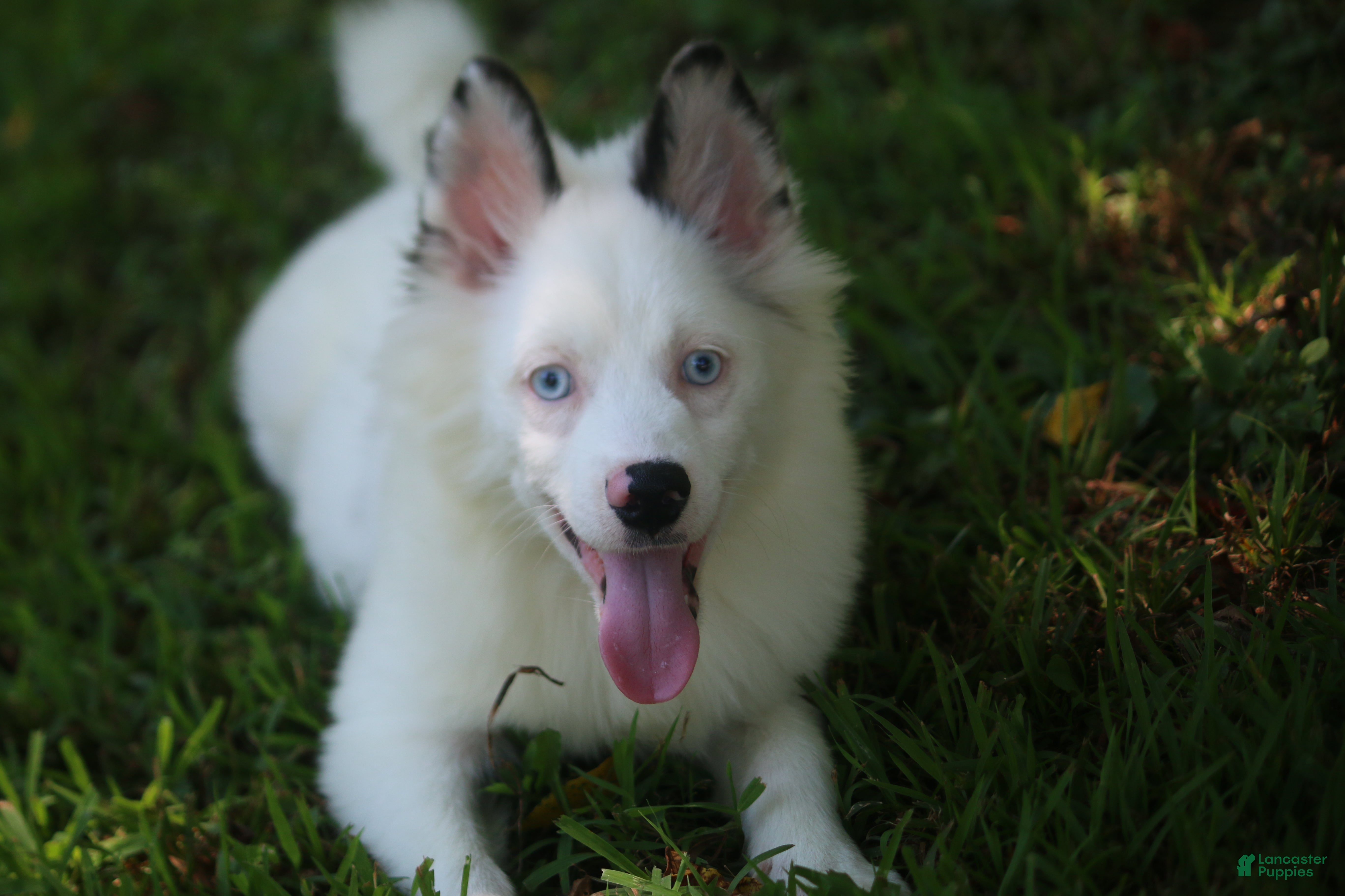 Pomsky dogs Prince - Ad 1