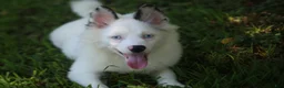 Pomsky dogs for sale: Prince - Ad 1