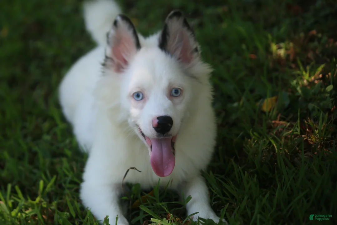 Pomsky dogs for sale: Prince - Ad 1