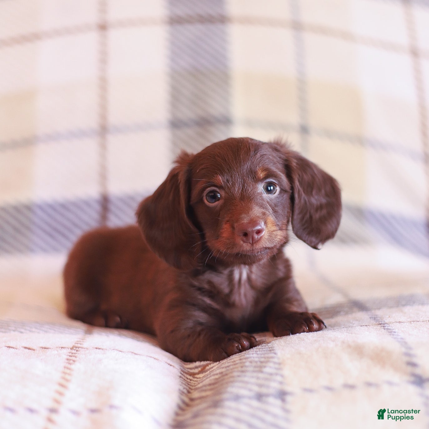 Miniature Dachshund dogs for sale: Snickers - Ad 1