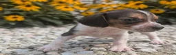Beagle dogs for sale: Ham - Ad 8