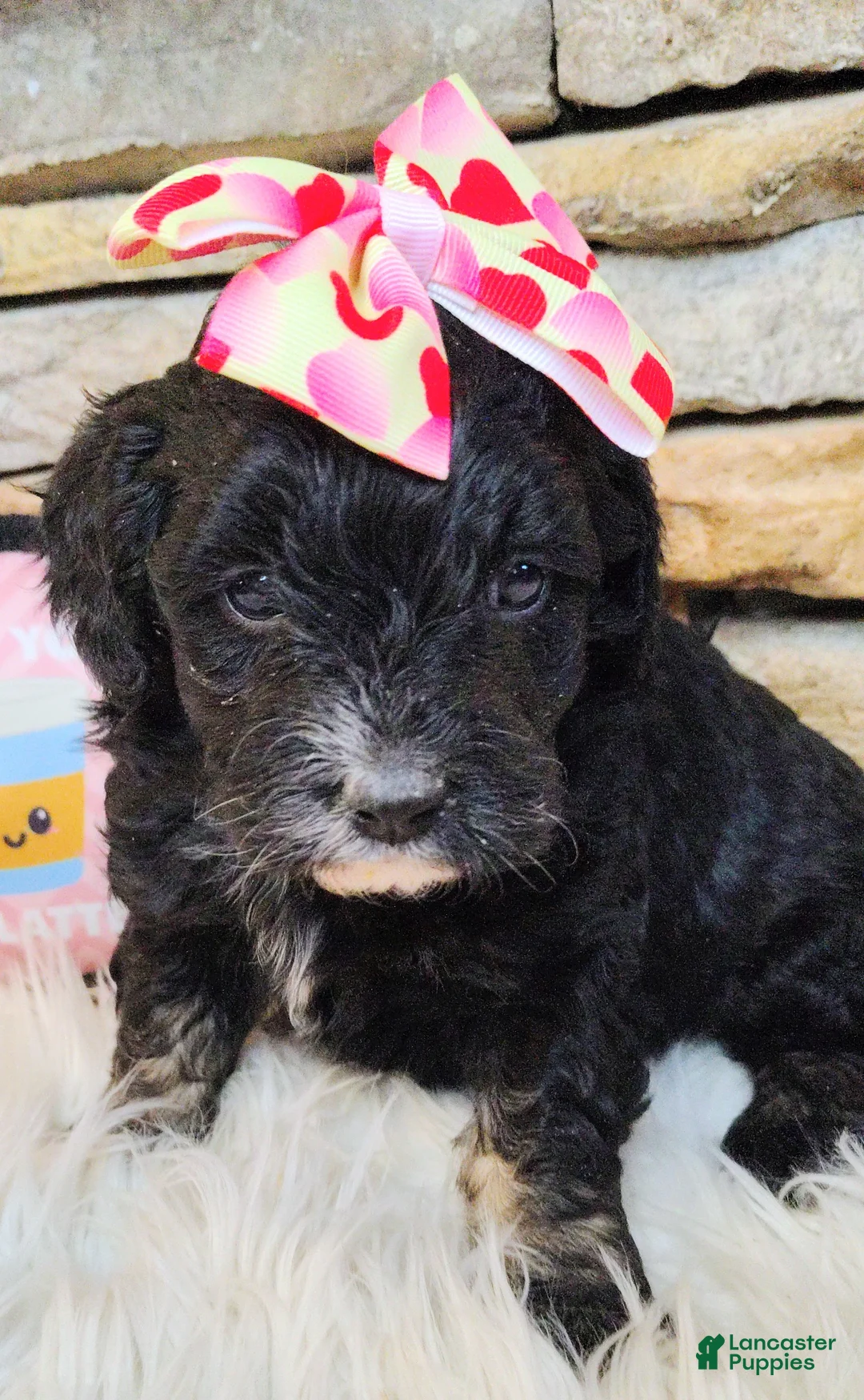 Saint Berdoodles dogs for sale: Arwen F1b Saint Berdoodle - Ad 4