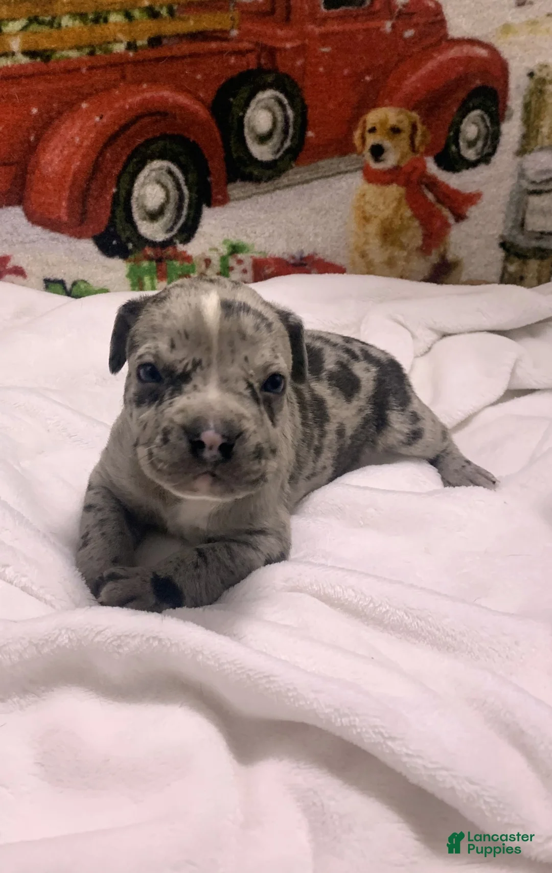 Mixed Breed dogs for sale: Merle - Ad 8