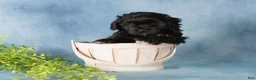 Mixed Breed dogs for sale: Midnight - Ad 2