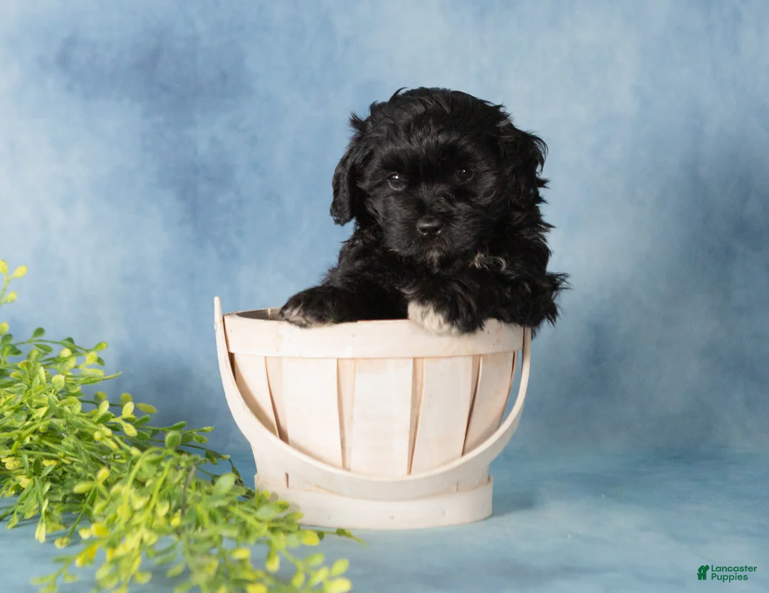 Mixed Breed dogs for sale: Midnight - Ad 2