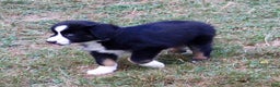 Miniature Australian Shepherd dogs for sale: Max - Ad 7