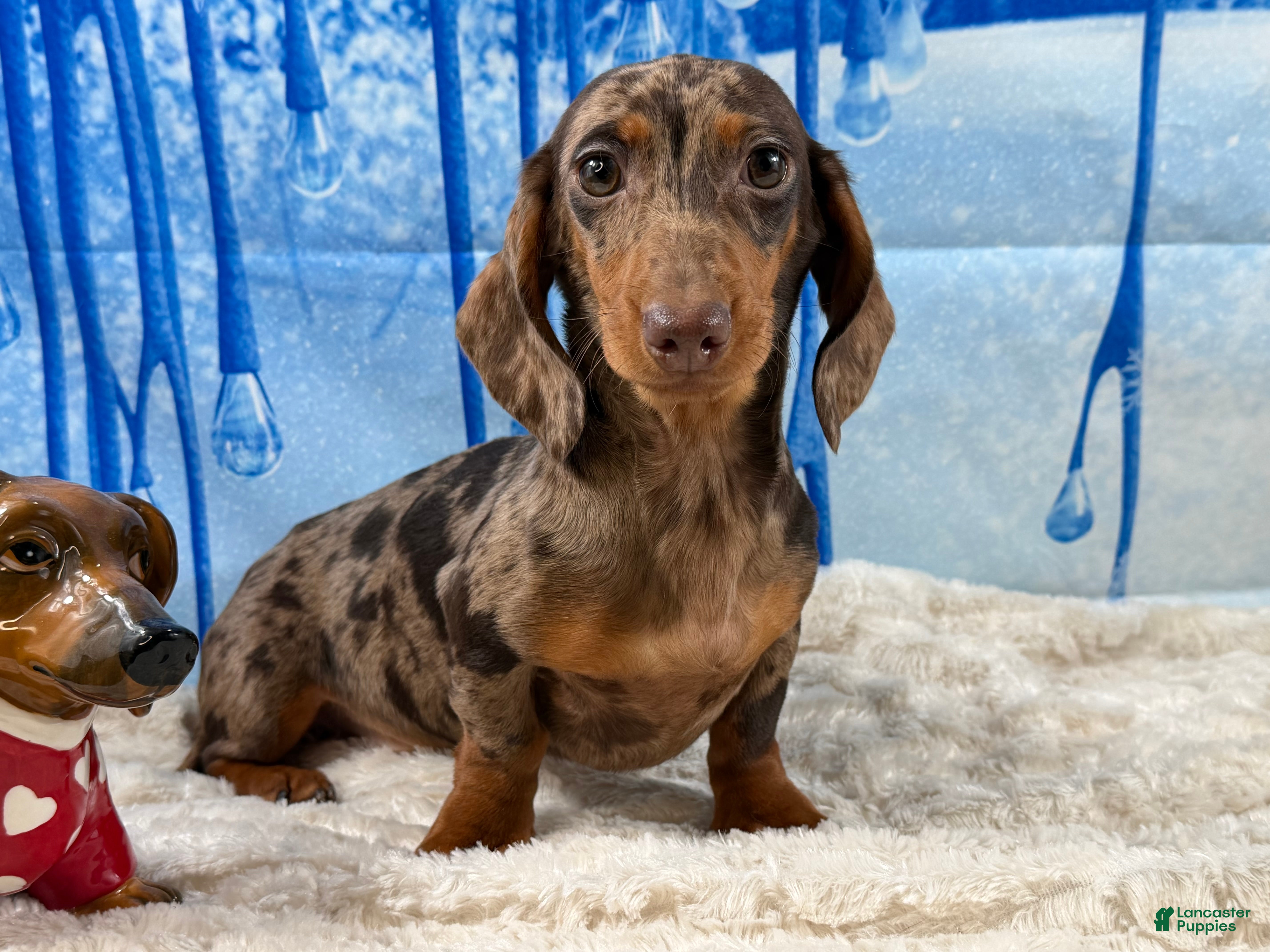 Miniature Dachshund dogs Rianna dappleShow boy - Ad 20