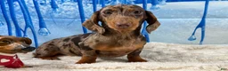 Miniature Dachshund dogs for sale: Rianna dappleShow boy - Ad 1
