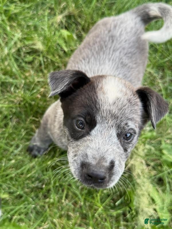 Australian Cattle Dog dogs Australian Cattle Dog 3 - Ad 26