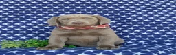 Labrador Retriever dogs for sale: Waylon - Ad 3