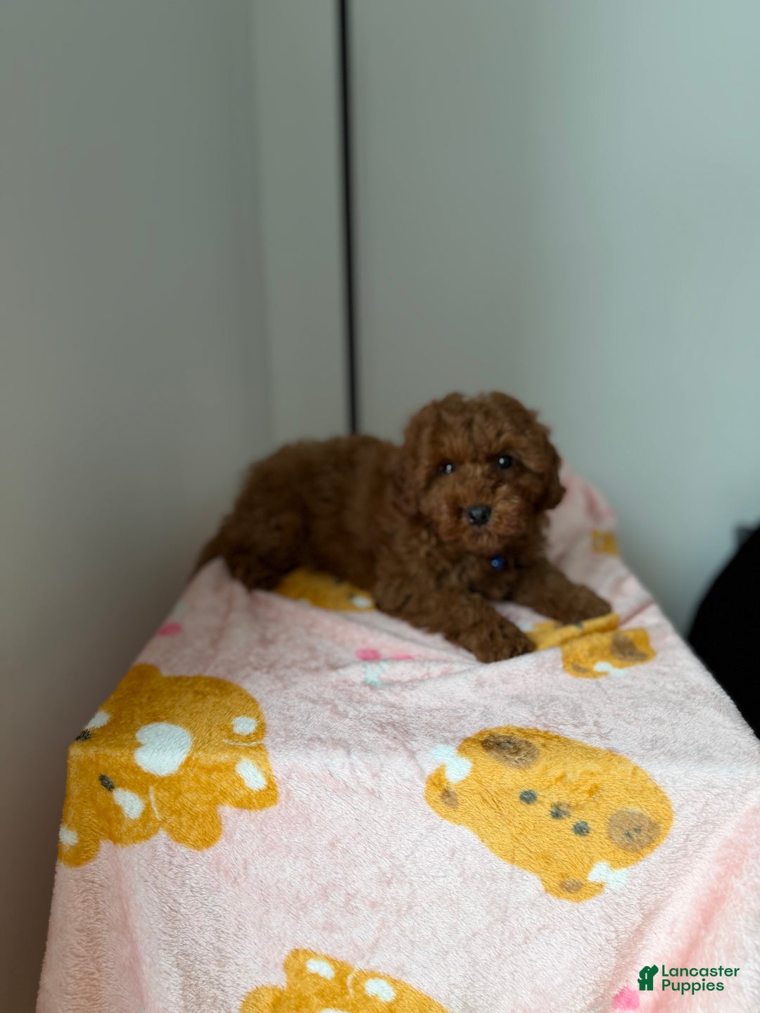 Toy Poodle dogs for sale: Max - Ad 2
