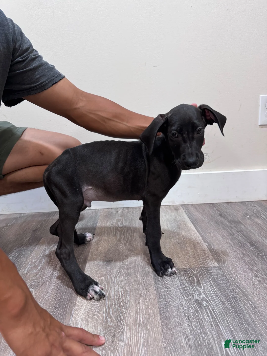 Great Dane dogs for sale: Great Dane 1 (Dozer) - Ad 1