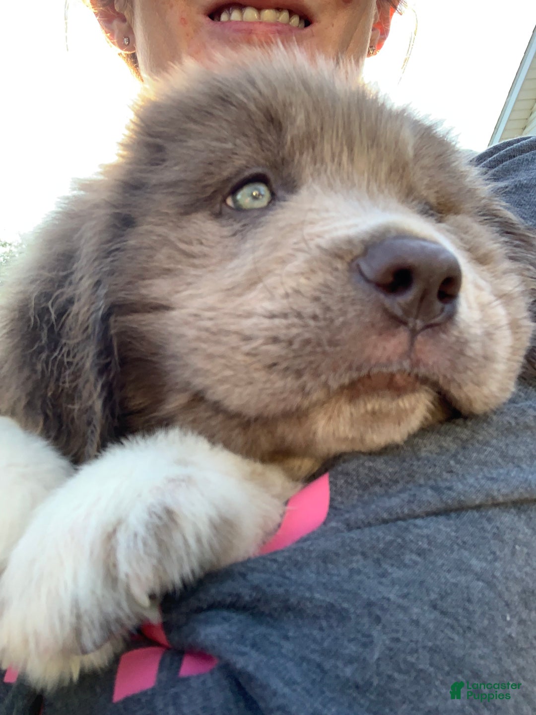 Newfoundland dogs for sale: Cindy - Ad 11