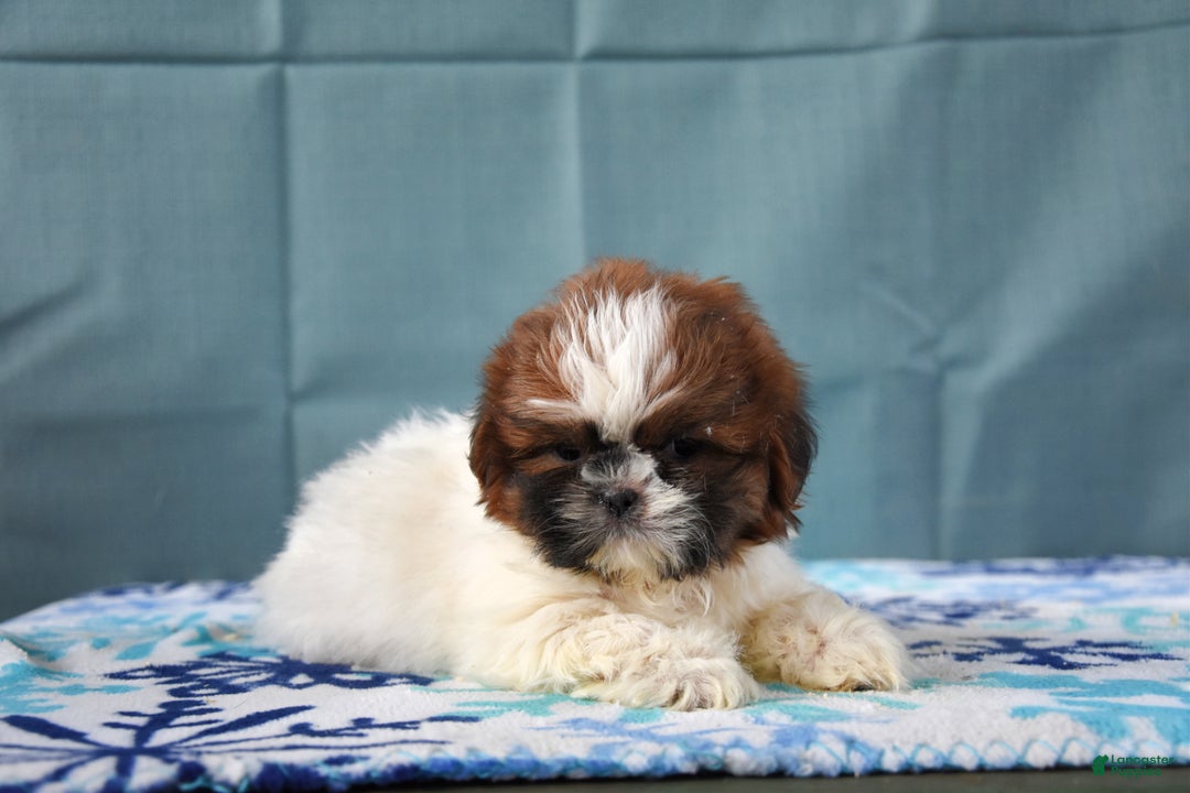 Shih Tzu dogs for sale: Gemma - Ad 2