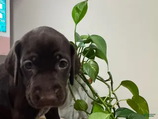 Mixed Breed dogs Pink - Ad 2