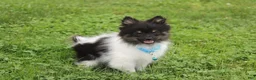 Pomeranian dogs for sale: Ziggy - Ad 5