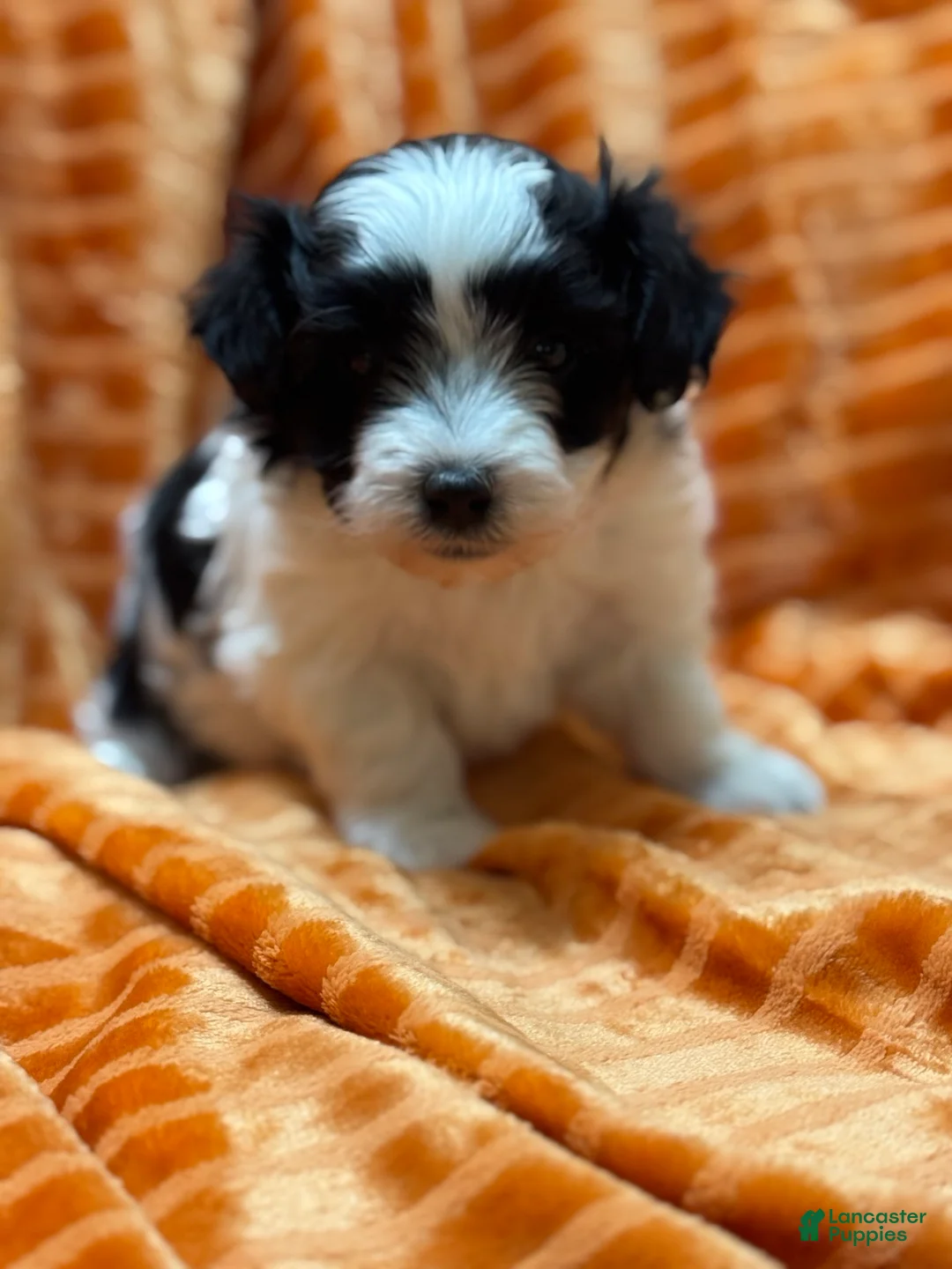 Maltipoo dogs for sale: Maltipoo Puppy 3 - Ad 1