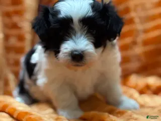 Maltipoo dogs Maltipoo Puppy 3 - Ad 8