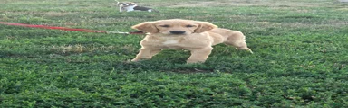 Indie