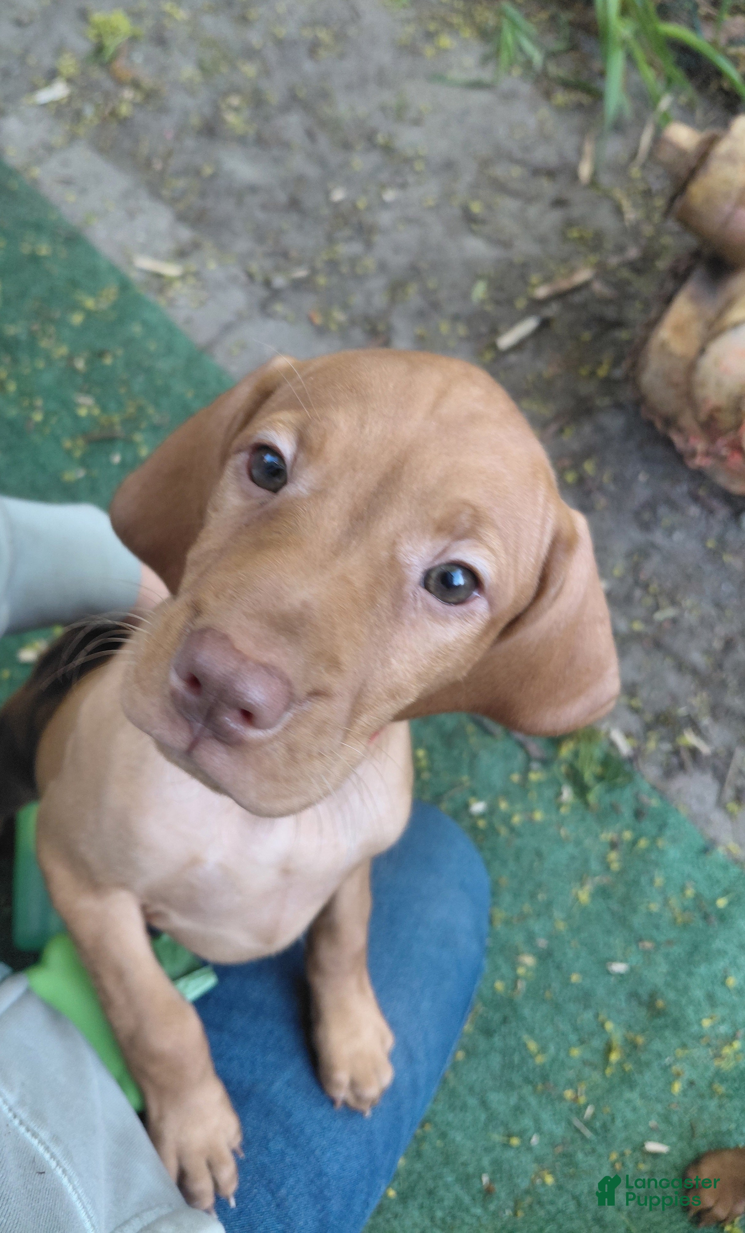 Vizsla dogs Pink Collar - Ad 3
