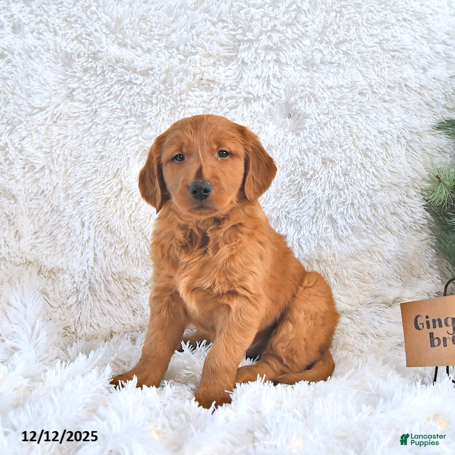Golden Retriever dogs Ginger Bread - Ad 1