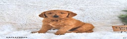 Golden Retriever dogs for sale: Ginger Bread - Ad 1