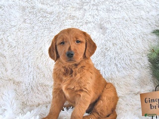 Golden Retriever dogs Ginger Bread - Ad 22