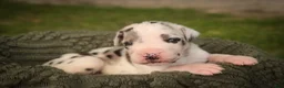 Great Dane dogs for sale: Blake Great Dane  - Ad 12